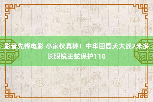 影音先锋电影 小家伙真棒！中华田园犬大战2米多长眼镜王蛇保护110